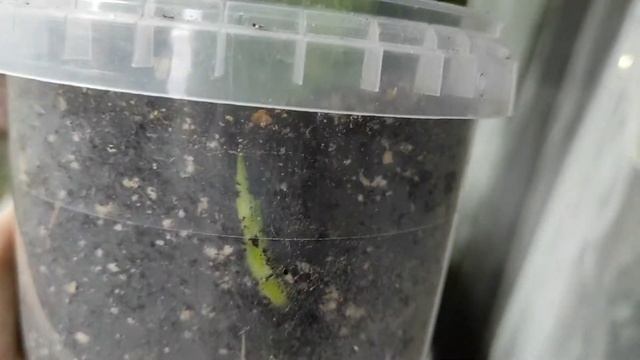 ?РАЗМНОЖЕНИЕ САНСЕВИЕРИИ черенками ? Итог через 3 месяца #сансевиерия