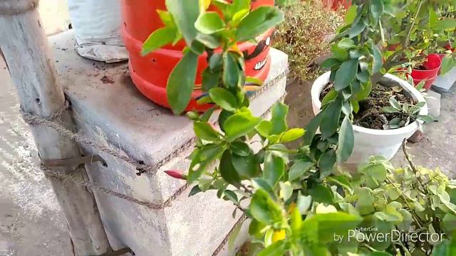 #terrace_garden winter flowers 🏵️💮. Beautiful flowers in my terrace смотреть онлайн