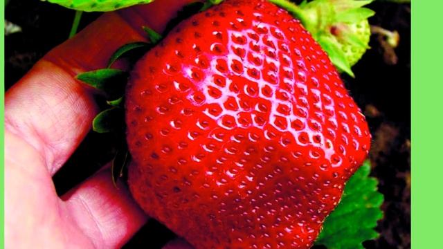 Клубника из семян. Профессиональный способ. смотреть онлайн
