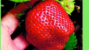 Клубника из семян. Профессиональный способ.