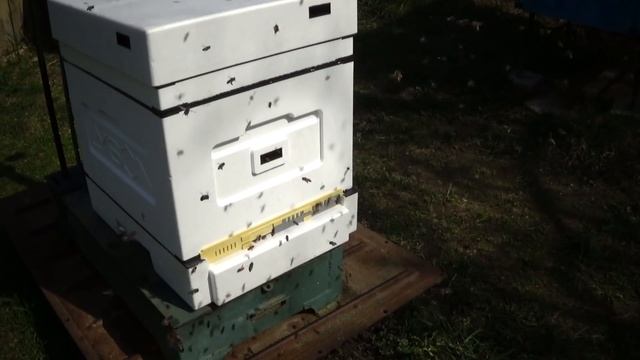 ПЕНОПЛАСТОВЫЙ УЛЕЙ ПЧЁЛЫ НЕ ОДОБРИЛИ!!! Я НЕМНОГО В ШОКЕ ЧТОБ ТАК НЕ ХОТЕЛИ ЗАХОДИТЬ ПЧЁЛЫ В УЛЕЙ. смотреть онлайн