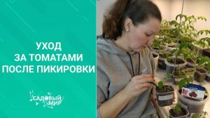 Уход за томатами после пикировки в марте.