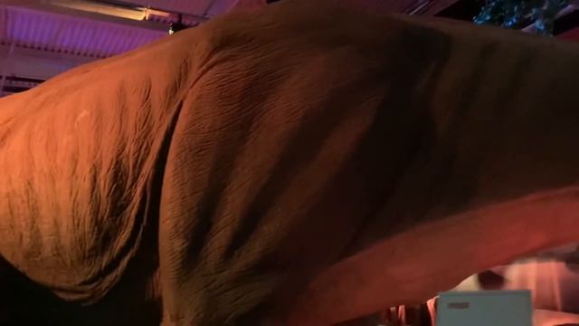 Динозавры/дино клуб /Сочи смотреть онлайн