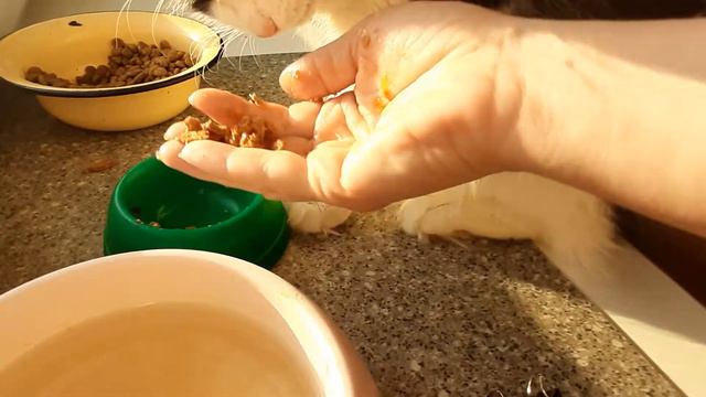 Кот есть с руки. Из тарелки не хочет - капризничает. Остатки достаются собаке смотреть онлайн