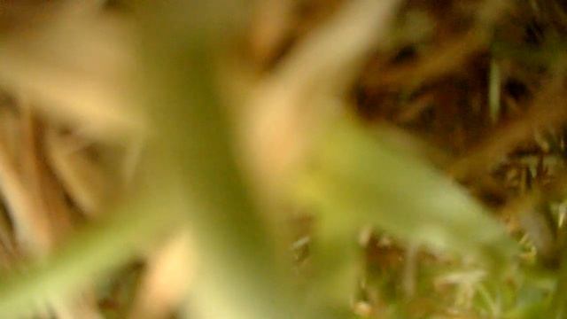 First try at FPV slow mo double free fall flip, fail no props broken HBx intact. смотреть онлайн