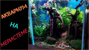 Аквариум на меристемных растениях