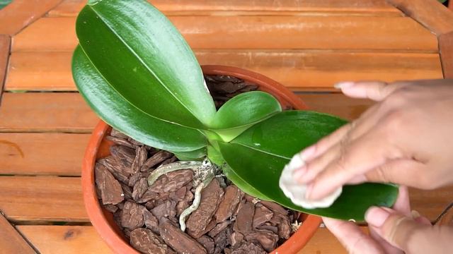 Water this plant and suddenly beautiful orchids bloom in the garden смотреть онлайн