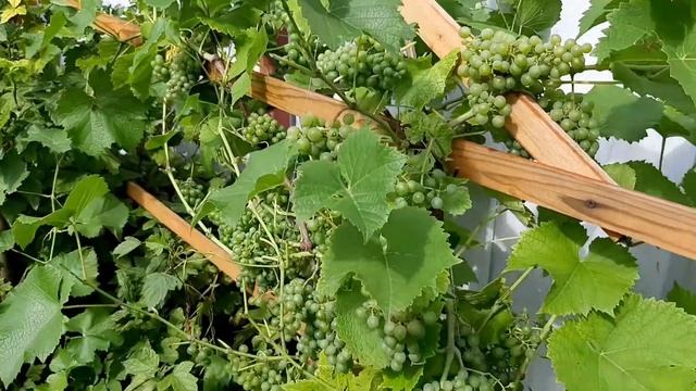 Розы : АКАПЕЛЛА , АМОР ДЕ МОЛЕН , КОМТЕС ДЕ БАРИ , ИОАНН ПАВЕЛ 2 и др. розы. смотреть онлайн