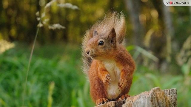 Зона смешанных и широколиственных лесов смотреть онлайн