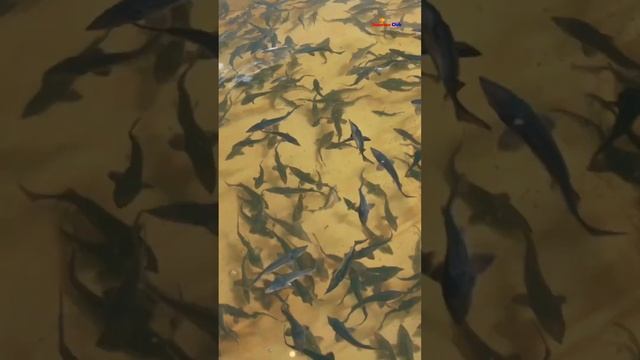 Как кушает и отдыхает осётр Рыбоводство и рыбалка Рипус Муксун Стерлядь и Осётр #shorts смотреть онлайн