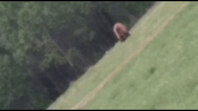 Медведь под Новокузнецком 22.05.22 смотреть онлайн