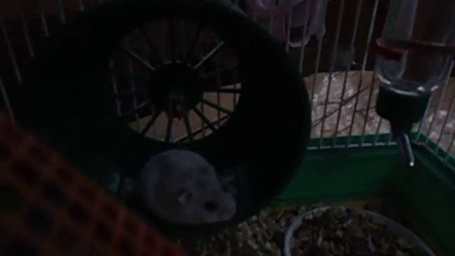 Колесо для хомяка! Wheel For The Hamster