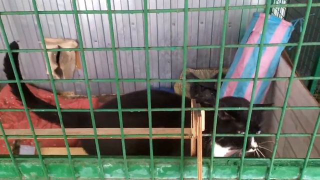 Бирюлёвский приют: Пабло - очень хороший кот! смотреть онлайн