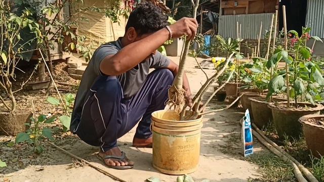 Adenium repotting|এখনই করুন এই কাজটি|Adenium plant care. смотреть онлайн