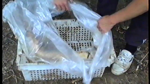 Астраханская рыбалка. Крутое путешествие в начале 21 века! смотреть онлайн