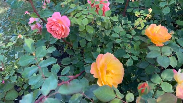 Rosa Good as Gold. Цветение в октябре??? смотреть онлайн