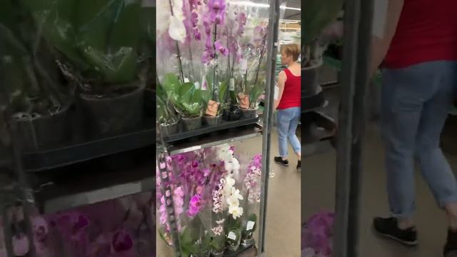 Анонс! Новая поставка орхидей по 477р. в Леруа на пр. Испытателей. смотреть онлайн