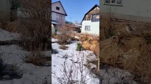 Куда девать подстилку из курятника?