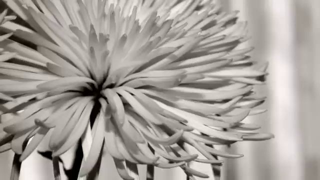 Fever - Takka Takka смотреть онлайн