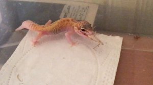 КАК МЫ НАЧИНАЛИ ИНКУБИРОВАТЬ ЯЙЦА ЭУБЛЕФАРОВ / ИСТОРИЯ