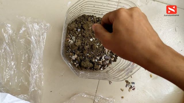 কাঠগোলাপের ডাল থেকে চারা তৈরির প্রক্রিয়া কোনো রুট হরমোন ব্যবহার ছাড়া/Saplings From Stem Of Plumeria