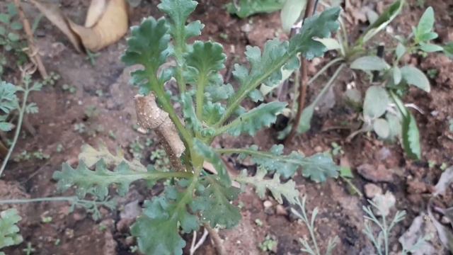 MY NEMOPHILA PLANT смотреть онлайн
