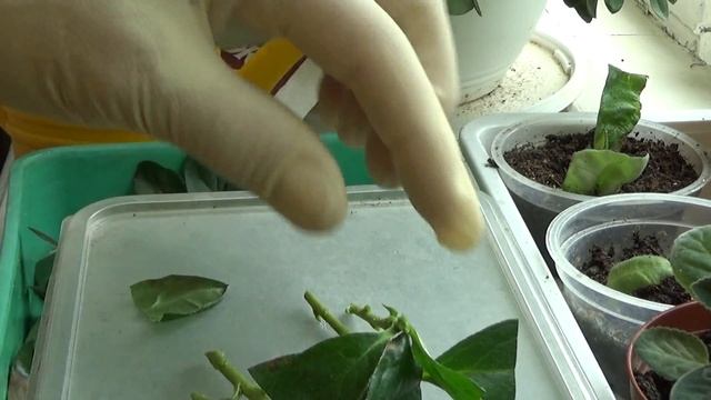 Размножение азалии черенками смотреть онлайн