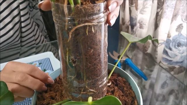 Как нарастить корни на вытянувшемся антуриуме? 100% лучший и безопасный способ размножения антуриум смотреть онлайн