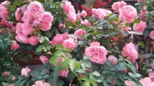 Роза 'Leonardo da Vinci' (Meilland). Магия розового цвета. Сад Светланы (Svet-Kara), Калининград