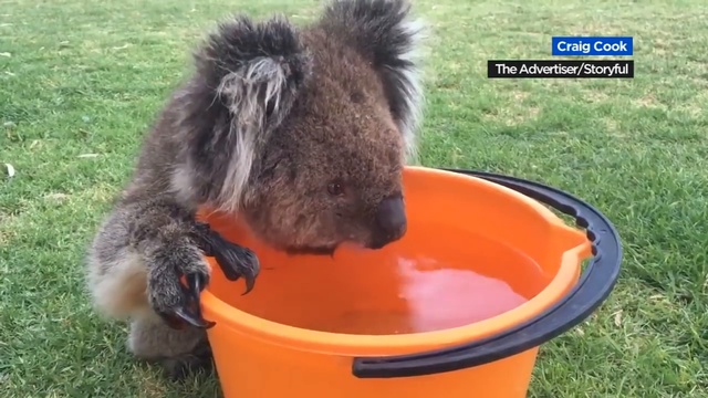 Коала не может оторваться от воды смотреть онлайн
