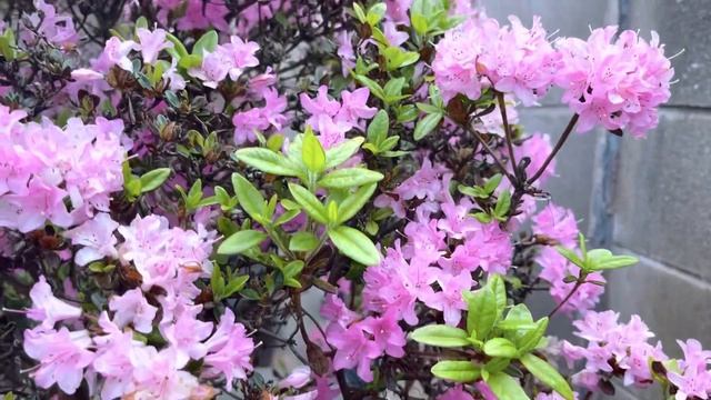 Rhododendron Flowers - A Colorful Display Of Beauty in my garden смотреть онлайн