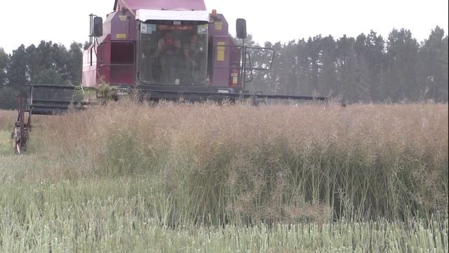 Вечерняя Уборка Рапса 2023, комбайнами Палессе GS12, John Deere 9640 смотреть онлайн
