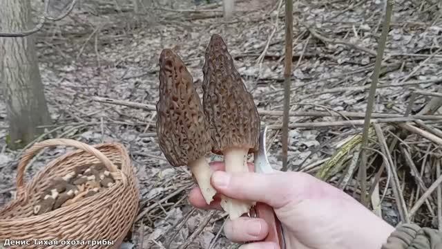 За сморчками в осиново-берёзовую рощу | ГРИБЫ 2023 смотреть онлайн