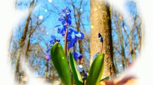 Футаж. Весенние цветы 8