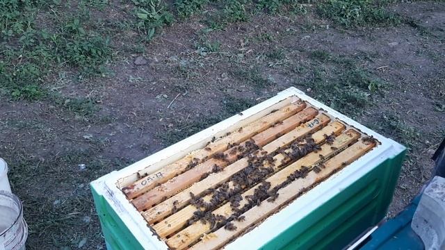 Шестирамочники - постановка корпусов. Весы электронные. 24.07.2020 смотреть онлайн