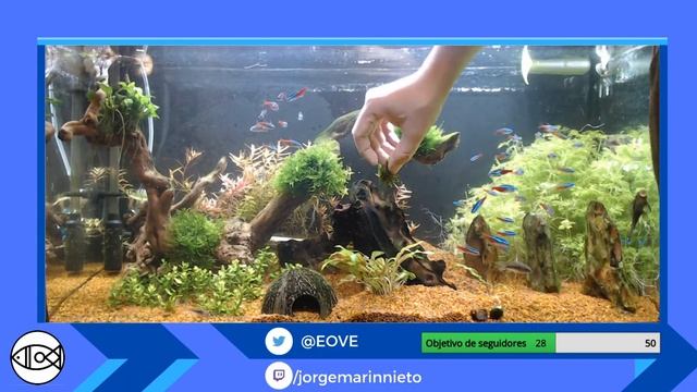 Tarde de poda. Hora de darle forma a estos dos meses de abonado con Seachem смотреть онлайн