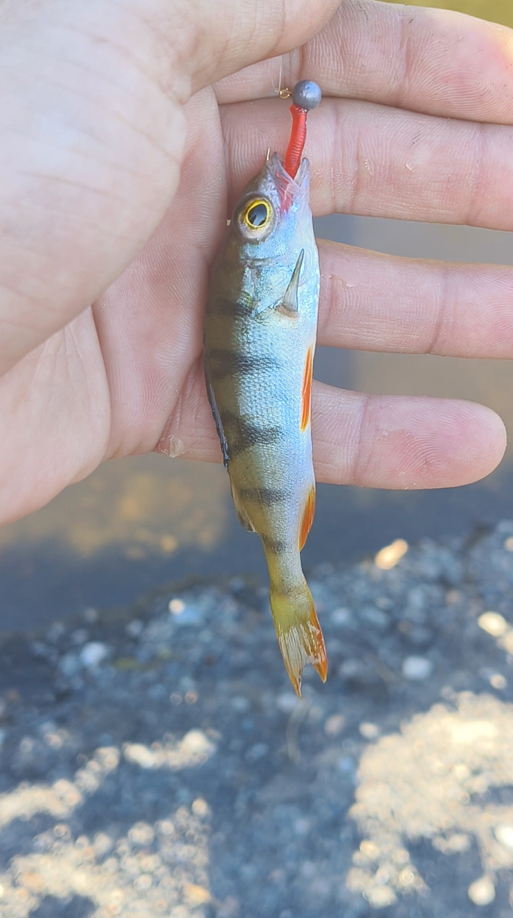 ультра мелкий #окунь на ультра лёгкую снасть смотреть онлайн