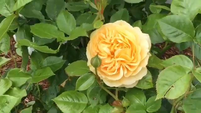 Julia child rose || Absolutely fabulous rose (UK) смотреть онлайн