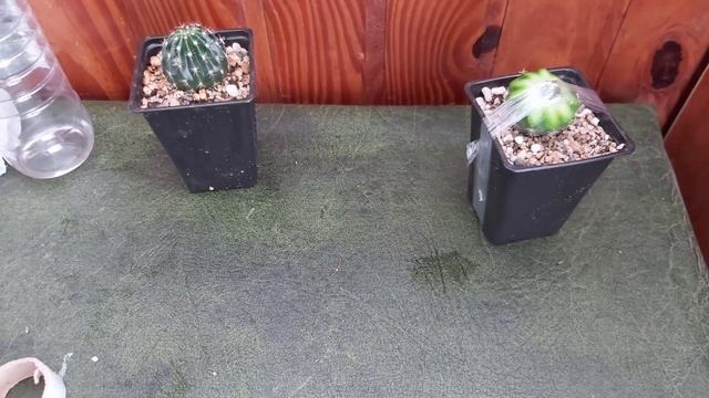 Como Injertar En Echinopsis. #cactus #injerto #astrophytum #ornatum