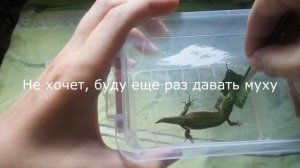 Кормление прыткой ящерицы мухой - Как кормить прыткую ящерицу ?
