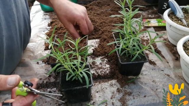 ГОТОВЬТЕ ВКУСНУЮ РЫБУ С СОБСТВЕННЫМ РОЗМАРИНОМ!!! смотреть онлайн