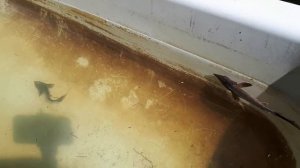 Фильтр для пруда своими руками