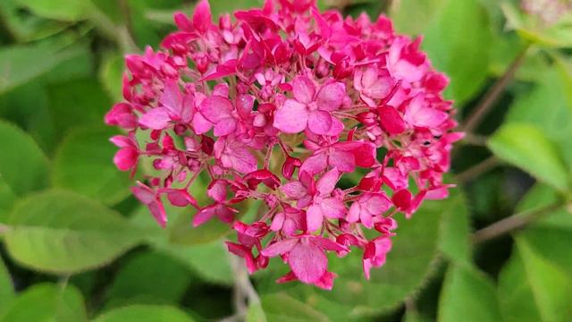 Invincibelle ruby smooth hydrangea #beautiful #ruby #hydrangeas смотреть онлайн
