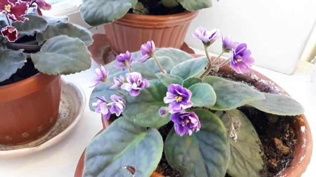 Фиалки! Очень важное условие для непрерывного цветения?