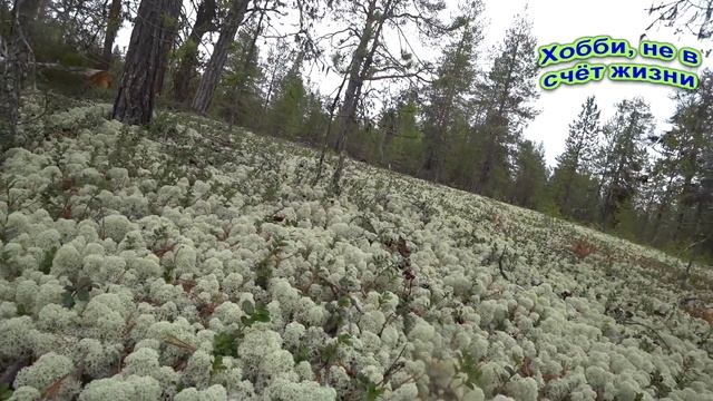 Сбор ягоды брусники смотреть онлайн