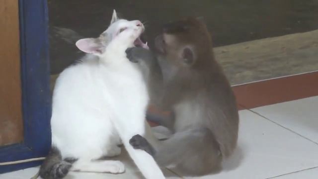 Обезьяна целует кошку ржач полный!!!!
