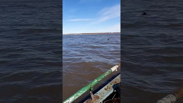 Канадский гусь смотреть онлайн