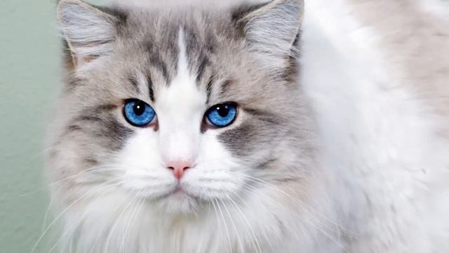 Коты наши лекари