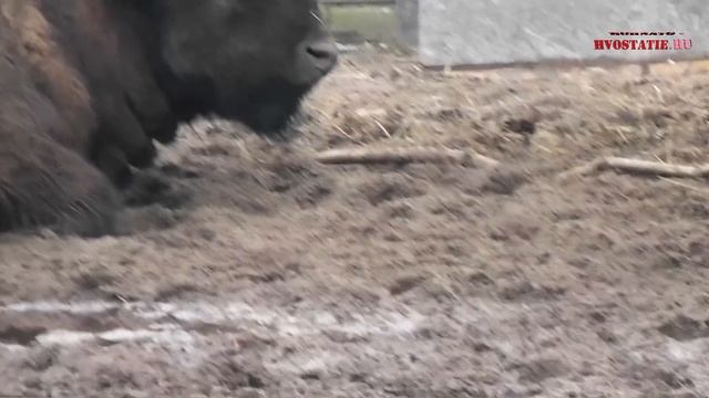 Бизоны в зоопарке Калининграда смотреть онлайн