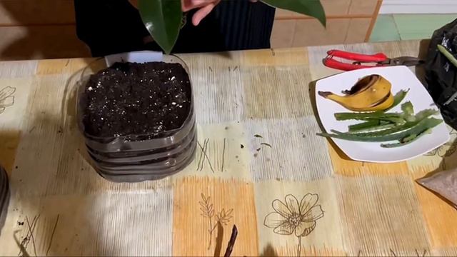 РАЗМНОЖЕНИЕ ФИКУСА В РАСТВОРЕ СОКА АЛОЭ И БАНАНА. Фикус гулини купайтириш#фикусразмножение#фикус смотреть онлайн
